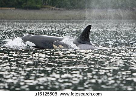 Stock Photo - The transient Orca (Orcinus orca) pod T88 consisting of 6 animals in total. The pod was sighted off Cape Strait and followed to Beacon Point along the east coast of Kupreanof Island just outside of Petersburg, Southeast Alaska, USA. Pacific Ocean. The adu. Fotosearch