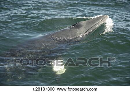 The white flipper band of a Minke whale (Balaenoptera acutorostrata) is visible through the greenish water. This distinctive feature is characteristic of Minke whales of the northern hemisphere and the most obvious difference to their relatives in the Ant View Large Photo Image Stock Image - The white flipper band of a Minke whale (Balaenoptera acutorostrata) is visible through the greenish water. This distinctive feature is characteristic of Minke whales of the northern hemisphere and the most obvious difference to their relatives in the Ant. Fotosearch