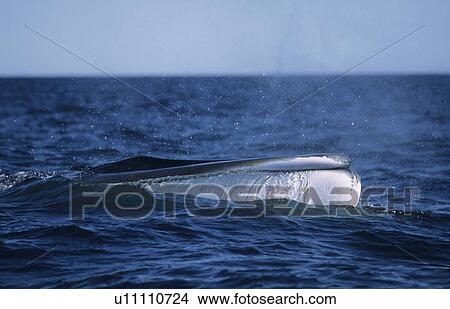 The white tip of a Finback whale's (Balaenoptera physalus) snout showing a distinctive characteristic of this species; the lower right jaw is white in colour whereas the left side is dark. Gaspe Canada View Large Photo Image Picture - The white tip of a Finback whale's (Balaenoptera physalus) snout showing a distinctive characteristic of this species; the lower right jaw is white in colour whereas the left side is dark. Gaspe Canada. Fotosearch