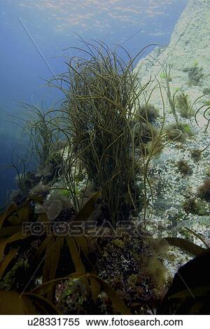 Stock Photography - Thongweed. UK. Fotosearch