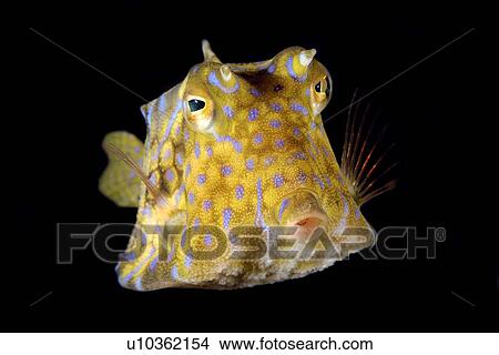 Picture - Thornback Cowfish (Lactoria fornasini) Sabang wreck, Puerto Galera, Mindoro, Philippines. Fotosearch