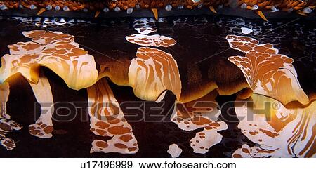 Stock Photo - Thorny oyster, Spondylus varius, Rongelap, Marshall Islands, Micronesia. Fotosearch
