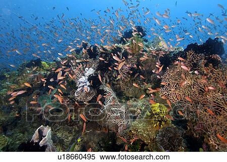 Thousands of scalefin anthias, Pseudanthias squamipinnis, hovering over sea fans and feather stars, Puerto Galera, Mindoro, Philippines View Large Photo Image Stock Photography - Thousands of scalefin anthias, Pseudanthias squamipinnis, hovering over sea fans and feather stars, Puerto Galera, Mindoro, Philippines. Fotosearch
