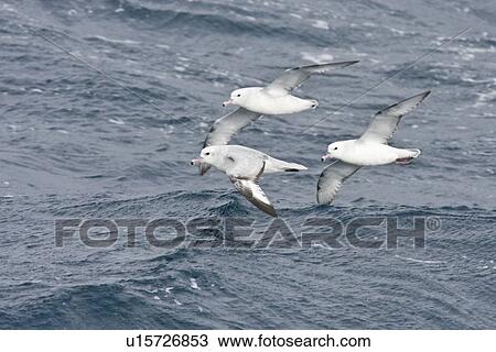 Three adult southern fulmars (Fulmarus glacialoides) on the wing in the Drake passage between the tip of South America and Antarctica. Southern Ocean. View Large Photo Image Stock Image - Three adult southern fulmars (Fulmarus glacialoides) on the wing in the Drake passage between the tip of South America and Antarctica. Southern Ocean.. Fotosearch