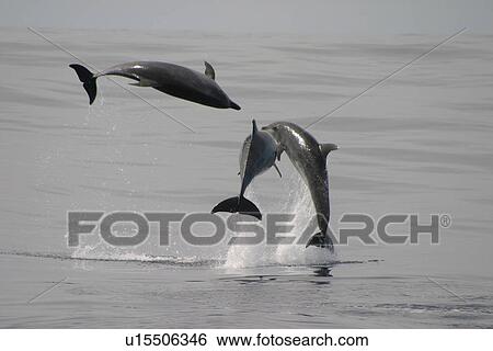Stock Photograph - Three Bottlenose dolphins jumping at surface (Tursiops truncatus) Azores, Atlantic Ocean. Fotosearch