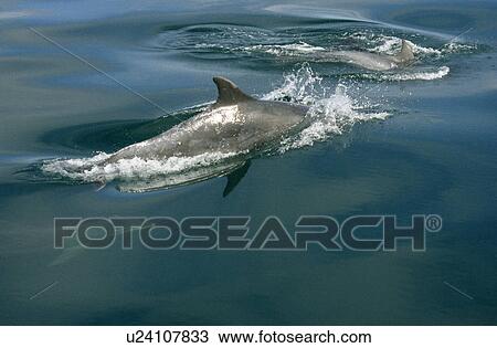 Three Bottlenose dolphins (Tursiops truncatus) alongside vessel - one underwater. Showing dorsal fin and flank markings. New Quay, Wales, UK View Large Photo Image Stock Image - Three Bottlenose dolphins (Tursiops truncatus) alongside vessel - one underwater. Showing dorsal fin and flank markings. New Quay, Wales, UK . Fotosearch