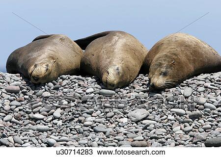 Three California Sea Lions (Zalophus californianus) hauled out and resting in the midriff islands of the Gulf of California (Sea of Cortez), Mexico. View Large Photo Image Stock Image - Three California Sea Lions (Zalophus californianus) hauled out and resting in the midriff islands of the Gulf of California (Sea of Cortez), Mexico.. Fotosearch