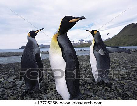 Three curious King penguins (Aptenodytes patagonica) Stomness Bay, South Georgia, sub Antarctic View Large Photo Image Stock Photograph - Three curious King penguins (Aptenodytes patagonica) Stomness Bay, South Georgia, sub Antarctic. Fotosearch