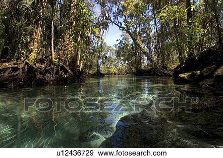 Stock Photo - Three sisters spring, Crystal River, Florida, USA. Fotosearch