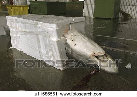 Thresher shark packed for shipment, Alopias sp., Nanfang'ao fish market, Suao, Taipei, Taiwan (Republic of China) View Large Photo Image Stock Image - Thresher shark packed for shipment, Alopias sp., Nanfang'ao fish market, Suao, Taipei, Taiwan (Republic of China). Fotosearch