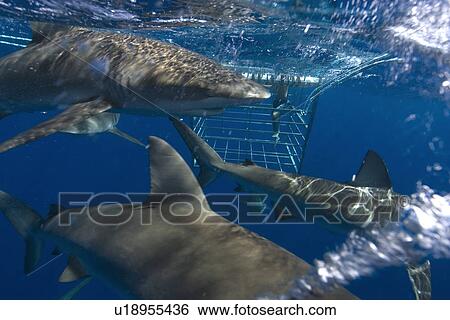 Thrill seekers experience cage diving with Galapagos sharks, Carcharhinus galapagensis, North shore, Oahu, Hawaii, USA View Large Photo Image Stock Photograph - Thrill seekers experience cage diving with Galapagos sharks, Carcharhinus galapagensis, North shore, Oahu, Hawaii, USA. Fotosearch