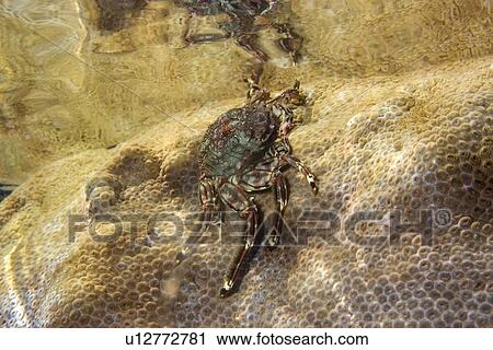 Stock Image - Tidal crab, Plagusia depressa, crawling over encrusting zoanthid, Palythoa caribaeorum, St. Peter and St. Paul's rocks, Brazil, Atlantic Ocean . Fotosearch