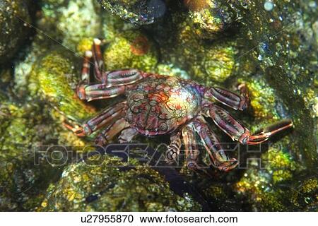 Tidal crab, Plagusia depressa, St. Peter and St. Paul's rocks, Brazil, Atlantic Ocean View Large Photo Image Stock Image - Tidal crab, Plagusia depressa, St. Peter and St. Paul's rocks, Brazil, Atlantic Ocean . Fotosearch