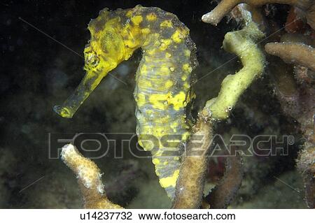 Stock Image - Tigertail seahorse, Hippocampus comes, male, Malapascua, Northern Cebu, Philippines, Visayan Sea. Fotosearch