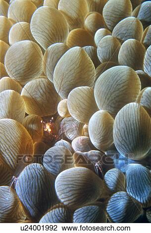 Tiny Ghost Crab hinding in Bubble coral. Thailand. View Large Photo Image Stock Image - Tiny Ghost Crab hinding in Bubble coral. Thailand.. Fotosearch