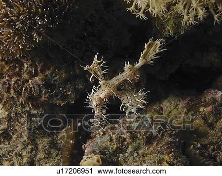 Stock Image - Tiny Ornate Ghost Pipefish (Sloenostomus paradoxus) against the corals. Dahab. Red Sea. Egypt. (2007). Fotosearch