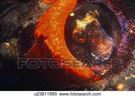 Stock Image - Tompot Blennie (Parablennius Gattorugine) in the protection of a bottle surrounded by red sponge. UK.. Fotosearch