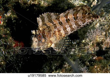 Stock Photography - Tompot Blenny (Blennius gattorugine) close up. Babbacombe, Torquay, South Devon, UK (rr). Fotosearch