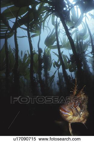 Stock Photography - Tompot Blenny (Parablennius gattorugine), head of tompot blenny under kelp forest, Isle of Man, UK. Fotosearch