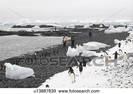 Stock Photo - Tourists visiting the penguin colony of Brown Bluff, Antarctic Peninsula. Fotosearch