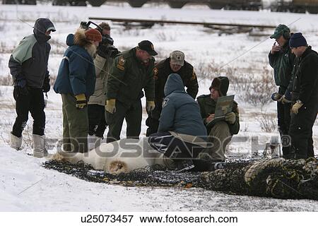 Tranquilized Polar Bear, Ursus maritimus, being prepared for transfer by helicopter near Churchill, northern Manitoba, Hudson Bay, Canada View Large Photo Image Stock Photo - Tranquilized Polar Bear, Ursus maritimus, being prepared for transfer by helicopter near Churchill, northern Manitoba, Hudson Bay, Canada. Fotosearch