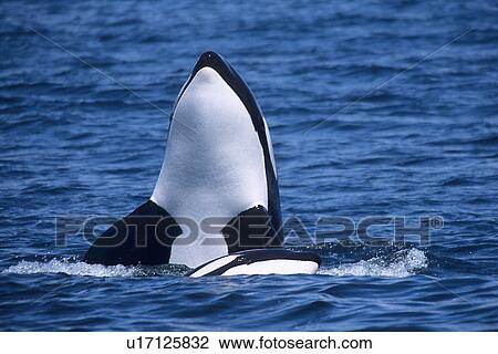 Transient Killer whale (Orcinus orca) spy hopping Monterey Bay, California, USA View Large Photo Image Stock Image - Transient Killer whale (Orcinus orca) spy hopping Monterey Bay, California, USA. Fotosearch