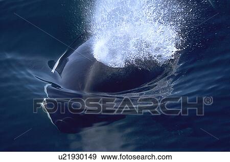 Transient Killer whale (Orcinus Orca) surfacing, close look at spout. National marine sanctuary, Monterey bay, California Pacific ocean, USA. View Large Photo Image Stock Photo - Transient Killer whale (Orcinus Orca) surfacing, close look at spout. National marine sanctuary, Monterey bay, California Pacific ocean, USA.. Fotosearch