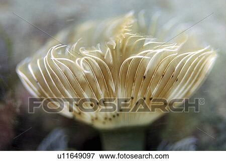 Stock Photo - Tubeworm with feathery filter system in use. UK. Fotosearch