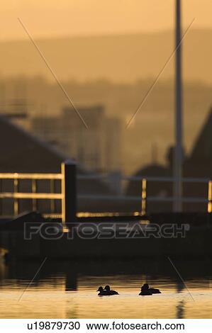 Stock Image - Tufted Duck (Aythya fuligula) in deep red sunrise with city scape in background. Ducks are silhouetted. Wildlife in the city, Scotland. Fotosearch