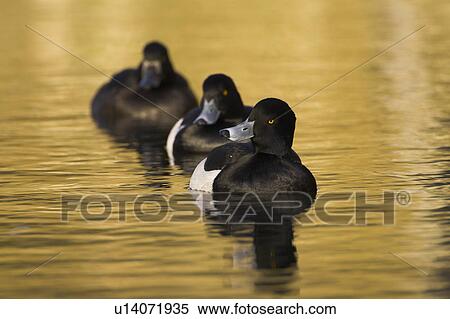 Stock Photography - Tufted Duck (Aythya fuligula) male at head of line of 3 ducks, 2 males and a female in golden reflection on the water. The reflection is from early morning golden light bouncing of buildings surrounding the canal., Scotland. Fotosearch