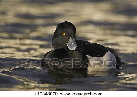 Tufted Duck (Aythya fuligula) male side on in a golden reflection on the water. The reflection is from early morning golden light bouncing of buildings surrounding the canal, Scotland View Large Photo Image Stock Image - Tufted Duck (Aythya fuligula) male side on in a golden reflection on the water. The reflection is from early morning golden light bouncing of buildings surrounding the canal, Scotland. Fotosearch