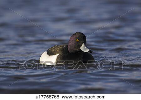 Tufted Duck (Aythya fuligula) portrait of male in blue water of canal in early morning sunlight. Scotland View Large Photo Image Stock Photo - Tufted Duck (Aythya fuligula) portrait of male in blue water of canal in early morning sunlight. Scotland. Fotosearch