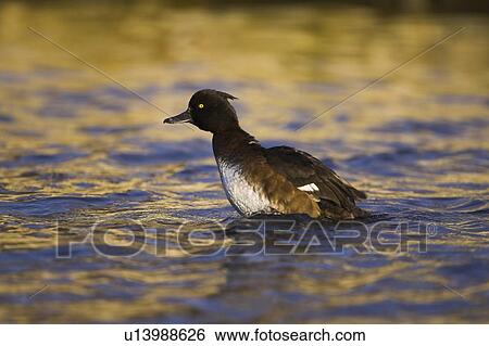 Stock Photograph - Tufted Duck (Aythya fuligula) portrait of female shaking water of body while preening in a golden reflection on the water. The reflection is from early morning golden light bouncing of buildings surrounding the canal. Scotland. Fotosearch