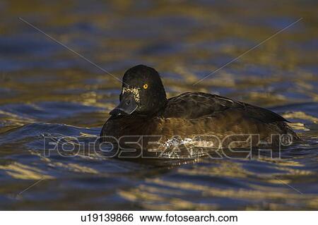Tufted Duck (Aythya fuligula) portrait of female side on in a golden reflection on the water. The reflection is from early morning golden light bouncing of buildings surrounding the canal, Scotland View Large Photo Image Stock Photograph - Tufted Duck (Aythya fuligula) portrait of female side on in a golden reflection on the water. The reflection is from early morning golden light bouncing of buildings surrounding the canal, Scotland. Fotosearch