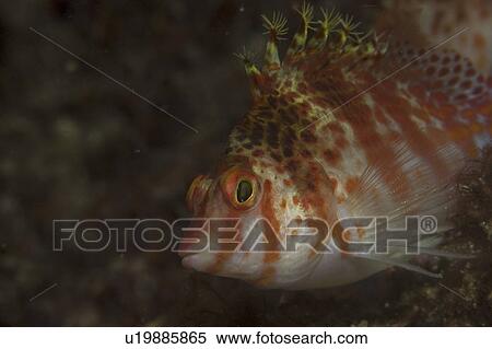 Stock Photography - Tufted Hawkfish (Cirrhitops fasciatus), view in profile showing head and distinctive tufts to top of fins, Mabul, Borneo, Malaysia. Fotosearch