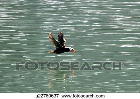 Tufted Puffin (Fratercula cirrhata) Adult in flight Glacier Bay National Park, Southeast Alaska, USA. View Large Photo Image Stock Photo - Tufted Puffin (Fratercula cirrhata) Adult in flight Glacier Bay National Park, Southeast Alaska, USA.. Fotosearch