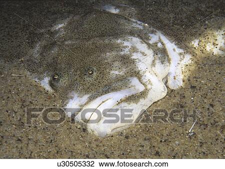 Turbot (Psetta maxima), viewed from above showing eyes and mouth against a sandy seabed, Firth of Forth, Scotland, UK North Sea View Large Photo Image Stock Image - Turbot (Psetta maxima), viewed from above showing eyes and mouth against a sandy seabed, Firth of Forth, Scotland, UK North Sea. Fotosearch