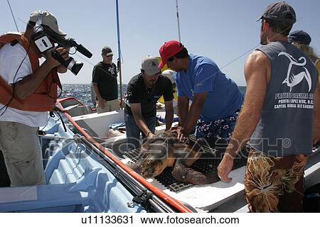 Turtle researchers from the NGO Pro Caguama study and capture the critically endangered Loggerhead Turtle (Caretta caretta) from the town of Puerto Lopez Mateos. As many as 17 of these turtles wash up dead as by-catch in the gill-net and long-line fisheri View Large Photo Image Stock Image - Turtle researchers from the NGO Pro Caguama study and capture the critically endangered Loggerhead Turtle (Caretta caretta) from the town of Puerto Lopez Mateos. As many as 17 of these turtles wash up dead as by-catch in the gill-net and long-line fisheri. Fotosearch