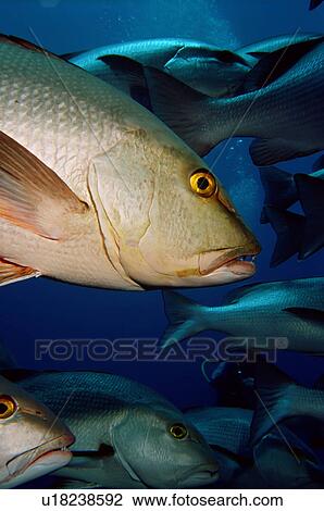 Stock Image - Twin-spot snapper (Lutjanus bohar) close-up Shark and Yolanda; Ras Mohamed National Park; Sharm El Sheikh; South Sinai; Red Sea; Egypt.. Fotosearch