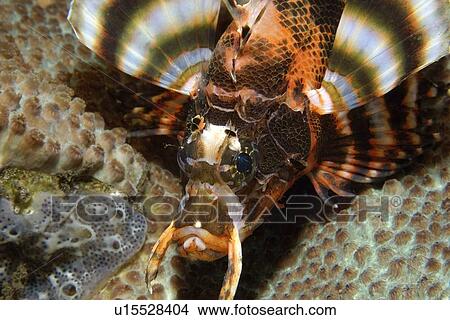 Twinspot lionfish, Dendrochirus biocellatus, head detail, Dumaguete, s Island, Philippines View Large Photo Image Picture - Twinspot lionfish, Dendrochirus biocellatus, head detail, Dumaguete, s Island, Philippines. Fotosearch