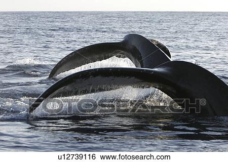 Stock Photograph - Two adult humpback whales (Megaptera novaeangliae) fluke-up diving side-by-side in the AuAu Channel, Maui, Hawaii, USA. Pacific Ocean.. Fotosearch