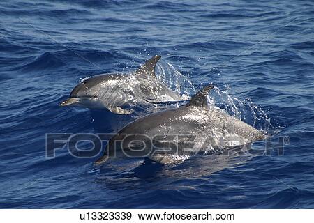 Stock Photo - Two Atlantic spotted dolphins surfacing (Stenella frontalis) Azores, Portugal. Fotosearch