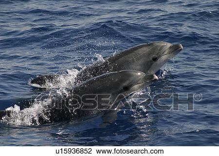 Two Bottlenose dolphins surfacing in tandem (Tursiops truncatus) Azores, Atlantic Ocean View Large Photo Image Stock Image - Two Bottlenose dolphins surfacing in tandem (Tursiops truncatus) Azores, Atlantic Ocean. Fotosearch