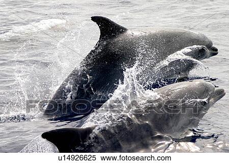 Two Bottlenose dolphins surfacing (Tursiops truncatus) Azores, Atlantic Ocean View Large Photo Image Stock Photography - Two Bottlenose dolphins surfacing (Tursiops truncatus) Azores, Atlantic Ocean. Fotosearch