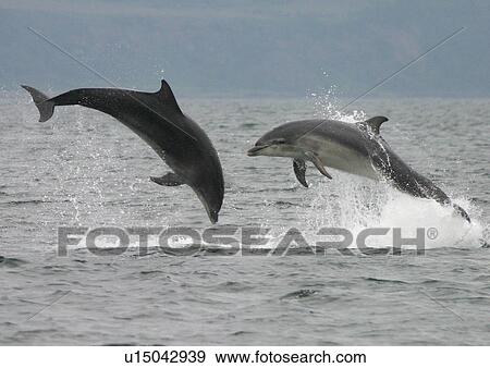 Two Bottlenose dolphins (Tursiops truncatus truncatus) leaping clear of the water together. Moray Firth, Scotland View Large Photo Image Stock Photo - Two Bottlenose dolphins (Tursiops truncatus truncatus) leaping clear of the water together. Moray Firth, Scotland. Fotosearch