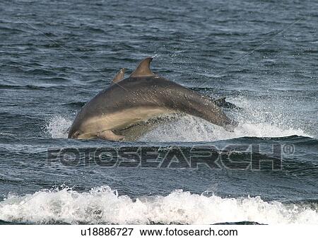 Stock Photo - Two Bottlenose dolphins (Tursiops truncatus truncatus) leaping together close to the shore. Moray Firth, Scotland. Fotosearch