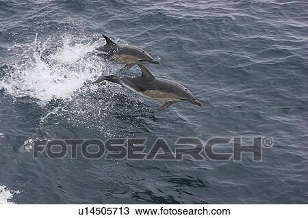 Two Common dolphins porpoising (Delphinus delphis) Barra Head, Scotland, UK View Large Photo Image Stock Image - Two Common dolphins porpoising (Delphinus delphis) Barra Head, Scotland, UK. Fotosearch