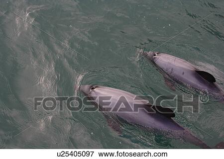 Two Hector's dolphins (Cephalorhynchus hectori) at surface Okaroa, New Zealand View Large Photo Image Stock Photo - Two Hector's dolphins (Cephalorhynchus hectori) at surface Okaroa, New Zealand. Fotosearch