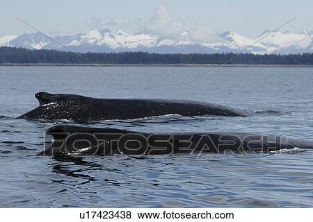 Two Humpback Whales (Megaptera novaeangliae) surfacing in Southeast Alaska, USA. Pacific Ocean. View Large Photo Image Stock Photo - Two Humpback Whales (Megaptera novaeangliae) surfacing in Southeast Alaska, USA. Pacific Ocean.. Fotosearch
