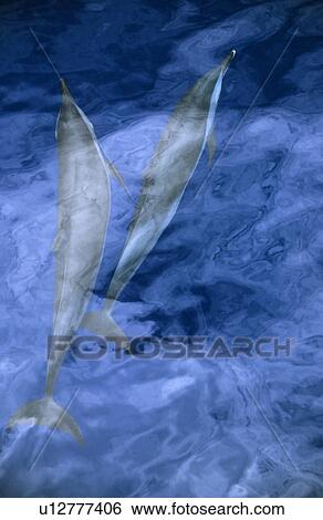 Stock Photograph - Two long beaked common dolphins (Delphinus capensis). Sri Lanka. Fotosearch